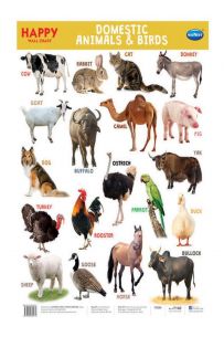 Navneet Domestic Animals & Birds Chart - 140